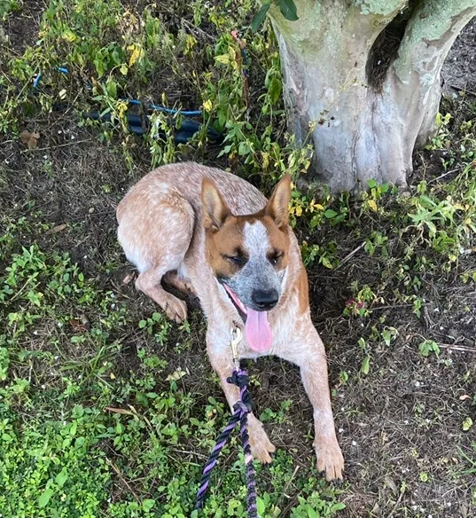 Lost dog in Wauchula, FL, 33873