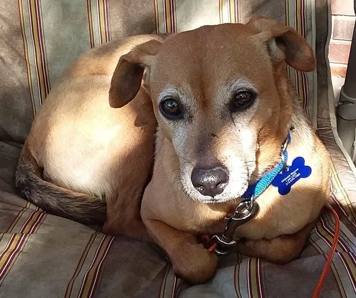 Lost dog in Grosse Pointe, MI, 48236