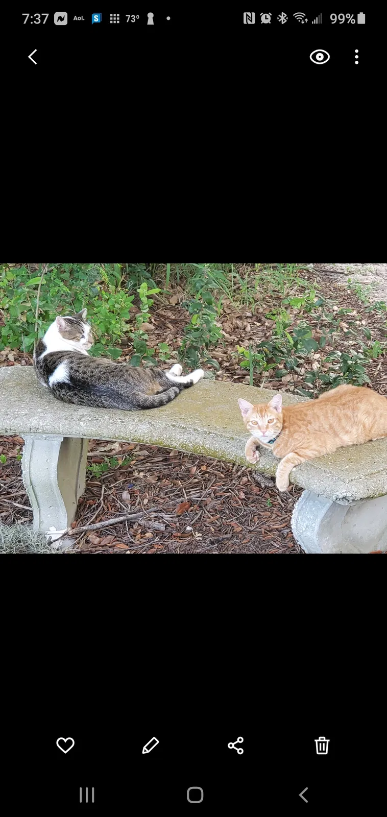 Lost cat in Avon Park, FL, 33825