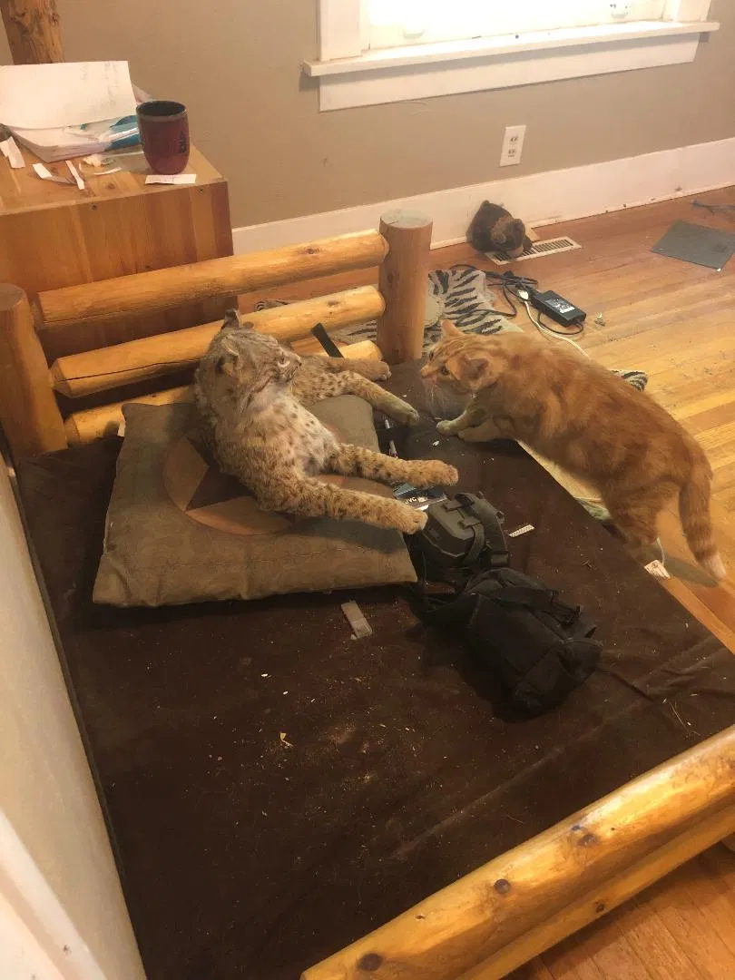 Lost cat in Berthoud, CO, 80513