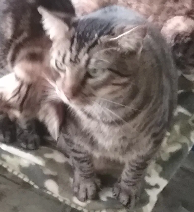 Lost cat in Littleton, CO, 80125