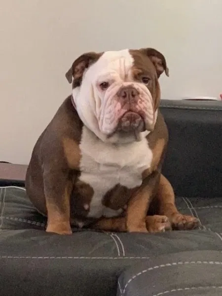 Lost dog in Destin, FL, 32541