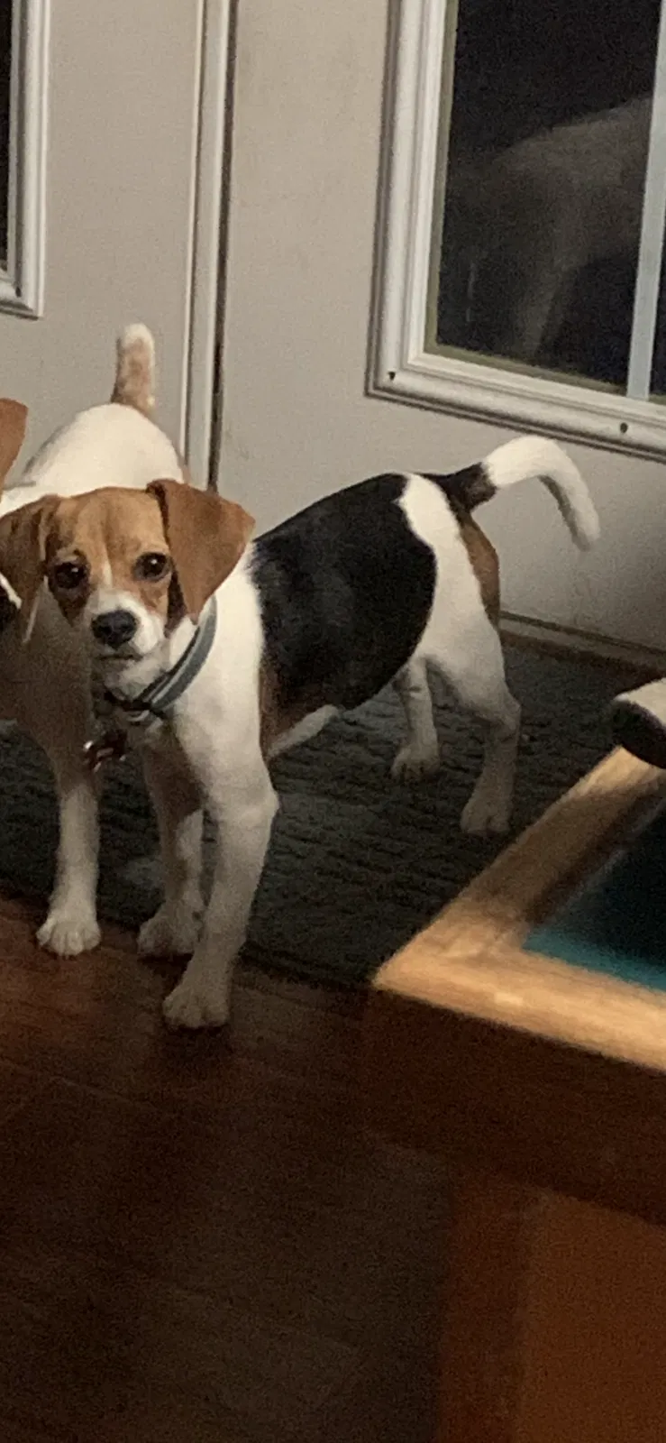Lost dog in El Paso, AR, 72045