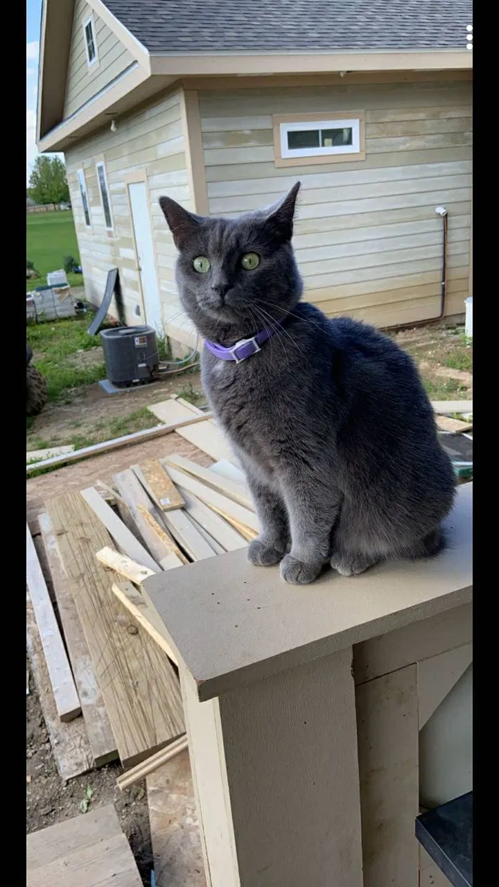 Lost cat in Battle Ground, IN, 47920