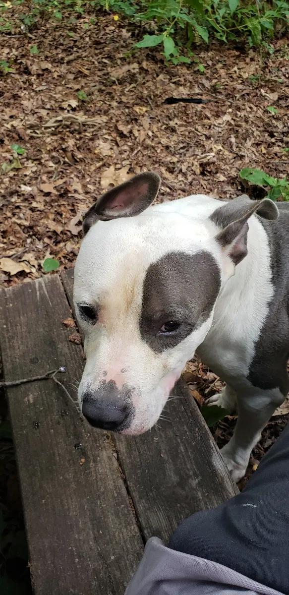 Found dog in Atlanta, GA, 30341