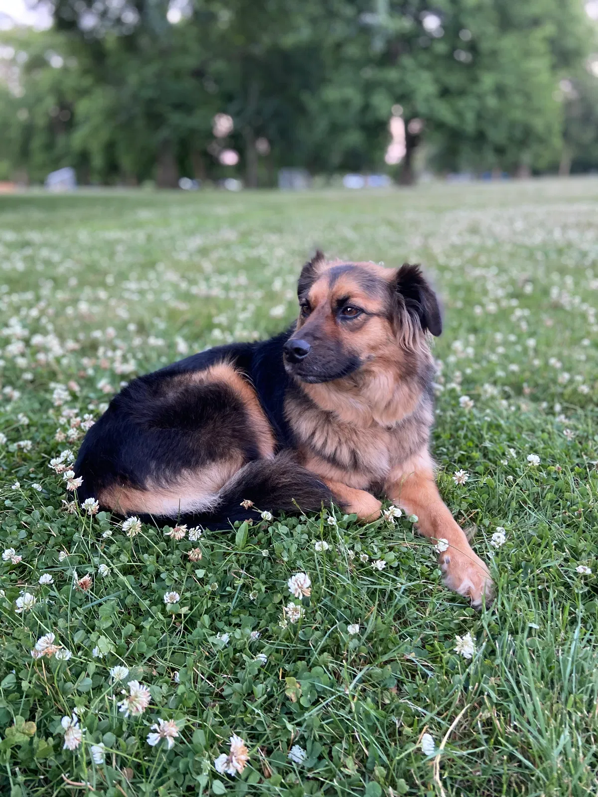 Lost dog in Elizabeth, NJ, 7208