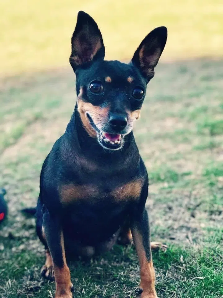 Lost dog in Chula Vista, CA, 91911