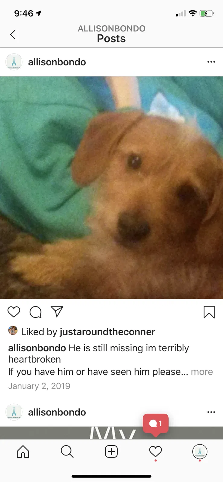 Lost dog in Lincoln, AR, 72744