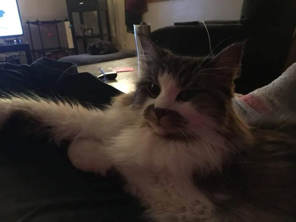 Lost cat in Urbandale, IA, 50322