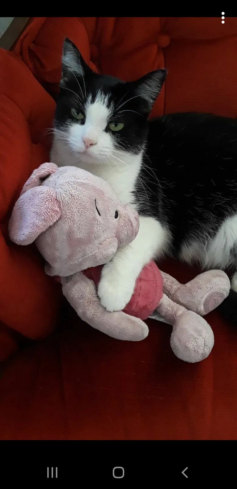 Lost cat in Luckey, OH, 43443