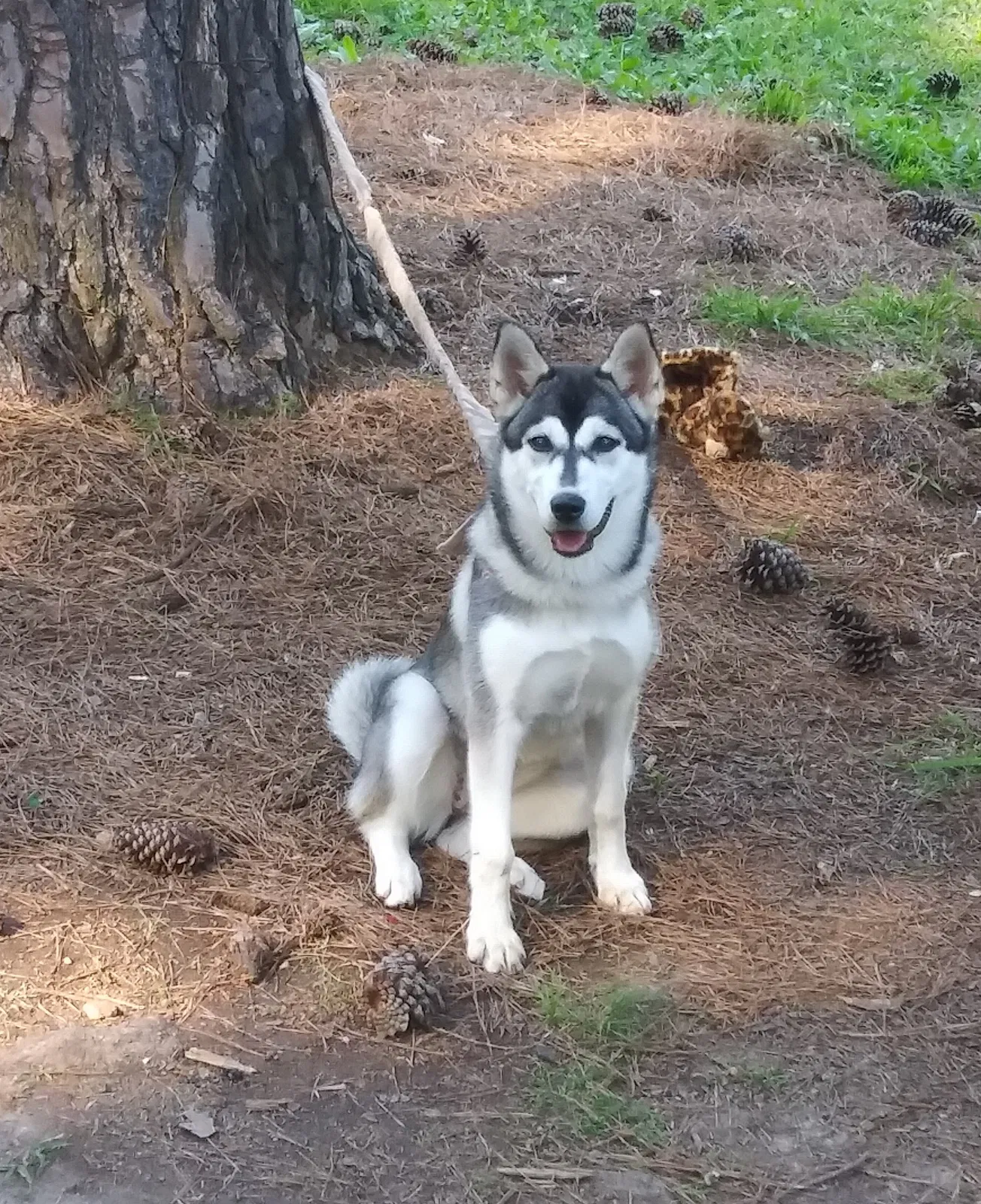 Lost dog in Birmingham, AL, 35217