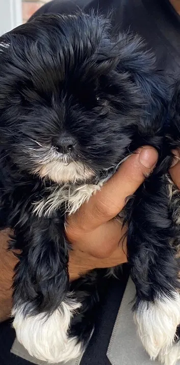 Lost dog in Rancho Cordova, CA, 95670