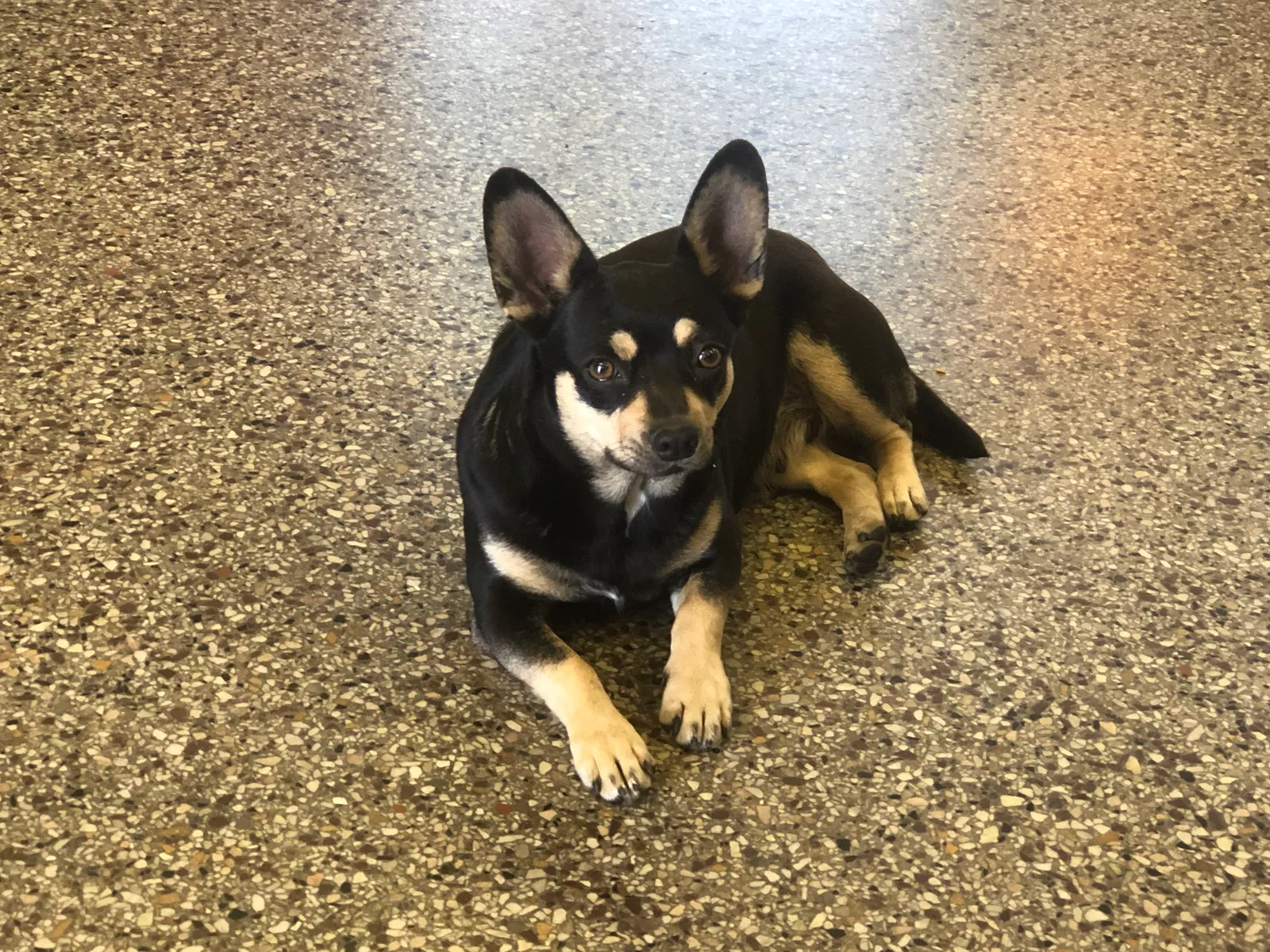 Lost dog in Newton, NC, 28658