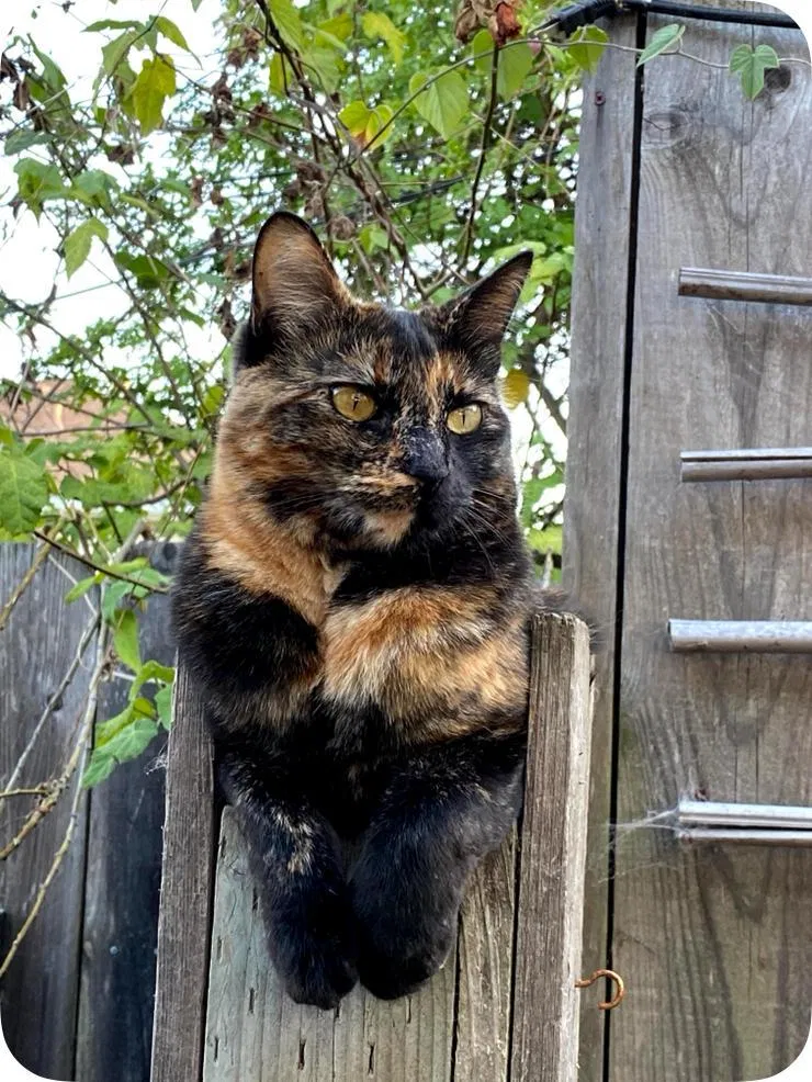 Lost cat in Oakland, CA, 94605