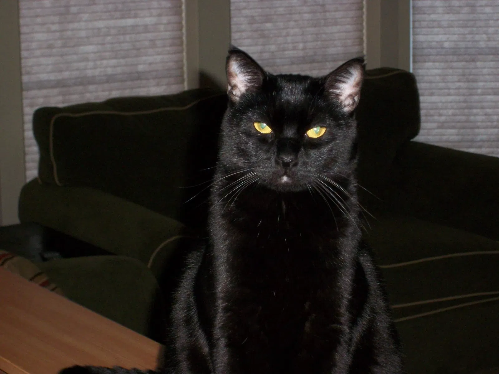 Lost cat in Winston Salem, NC, 27106