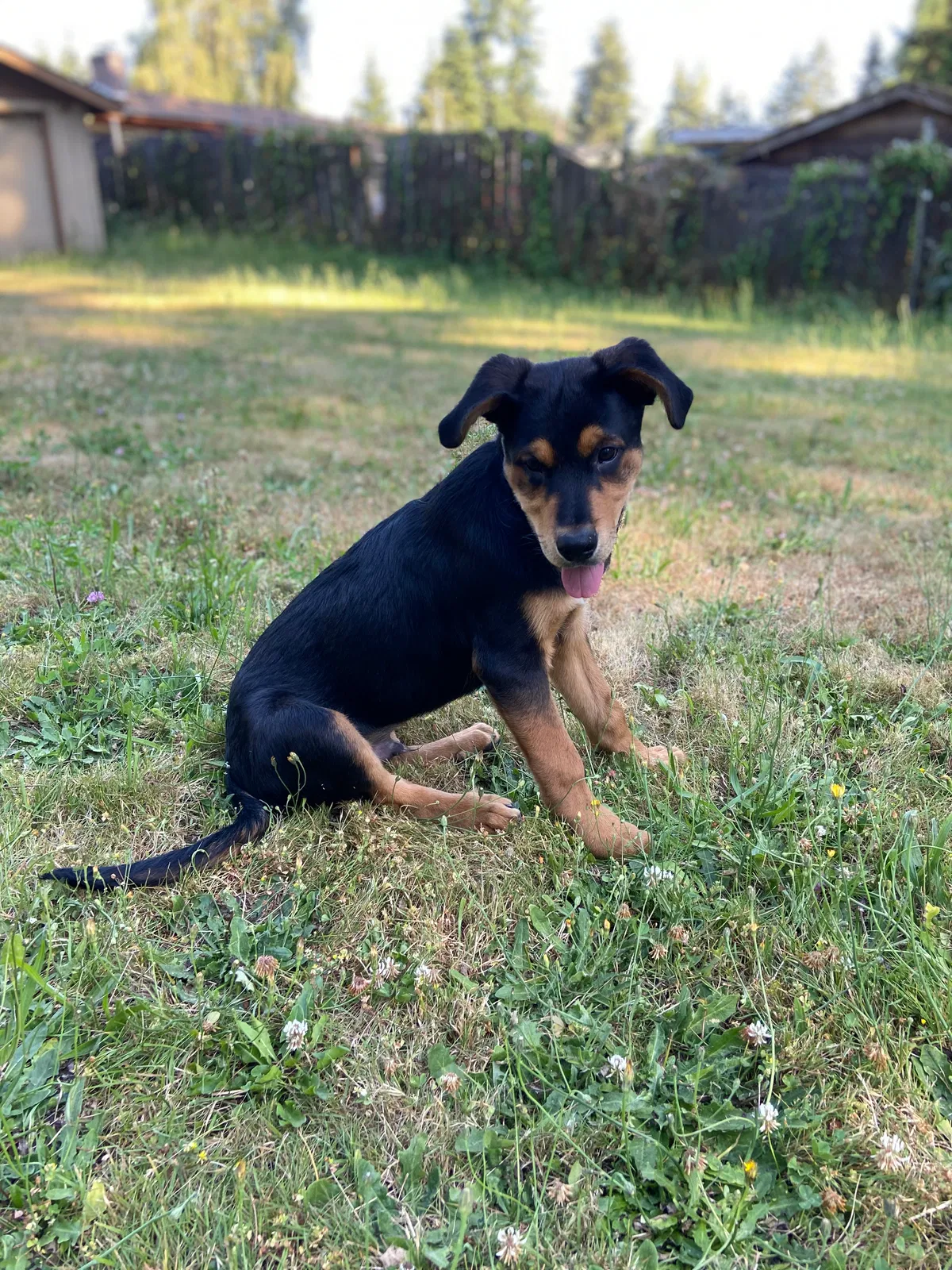 Lost dog in Tacoma, WA, 98404