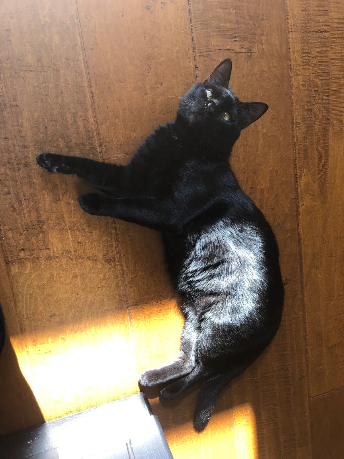 Lost cat in Greenbrae, CA, 94904