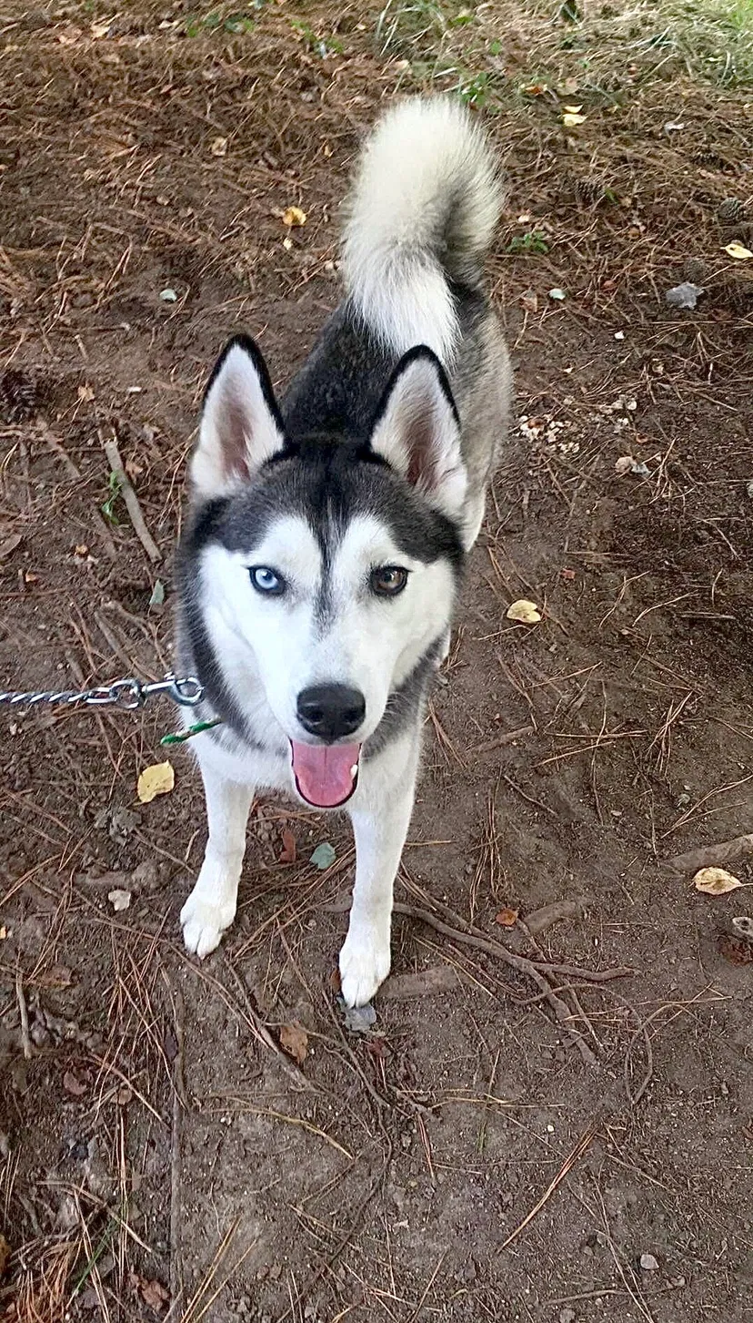 Lost dog in Richmond, VA, 23235