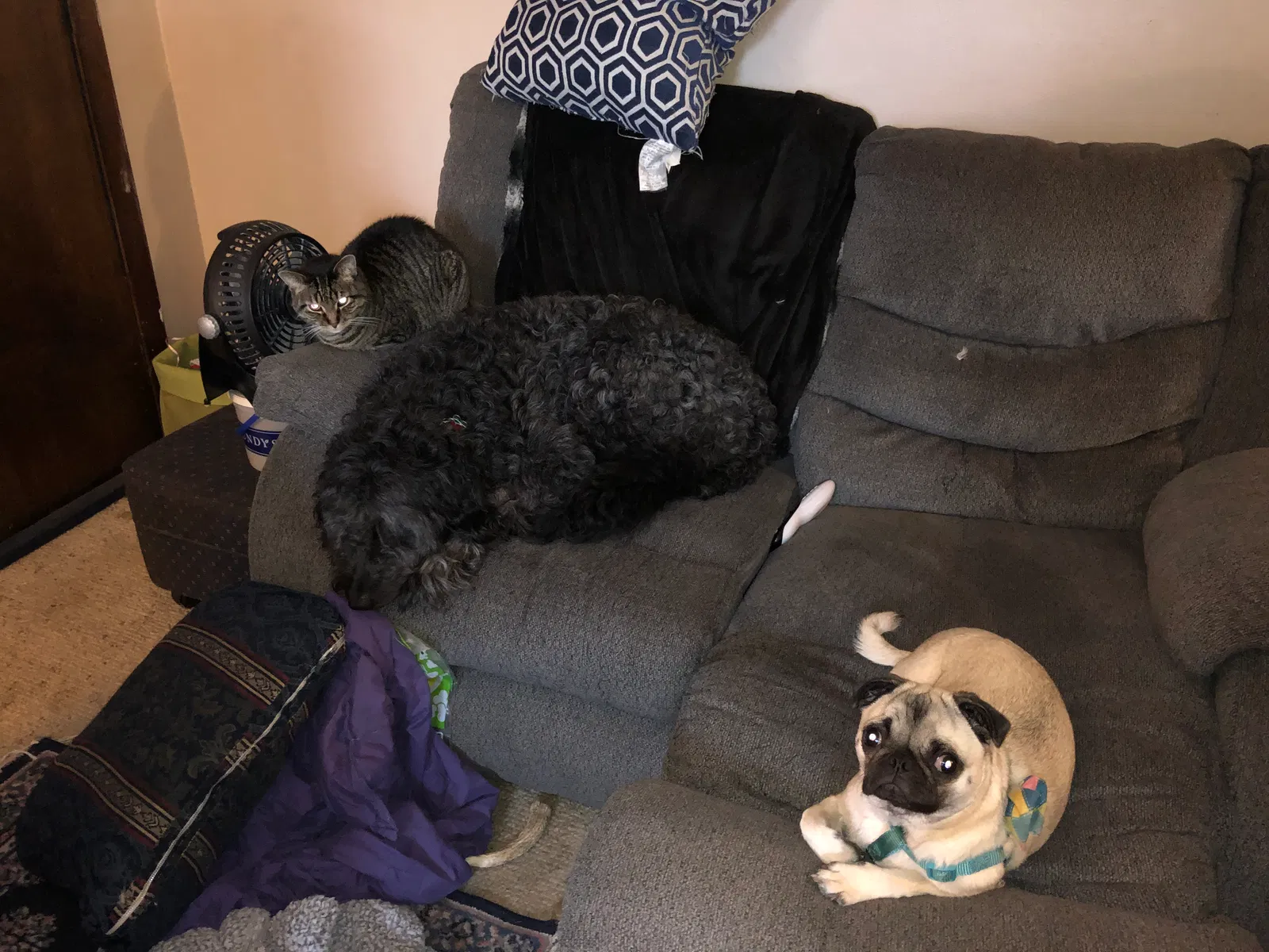 Lost dog in Green Bay, WI, 54303
