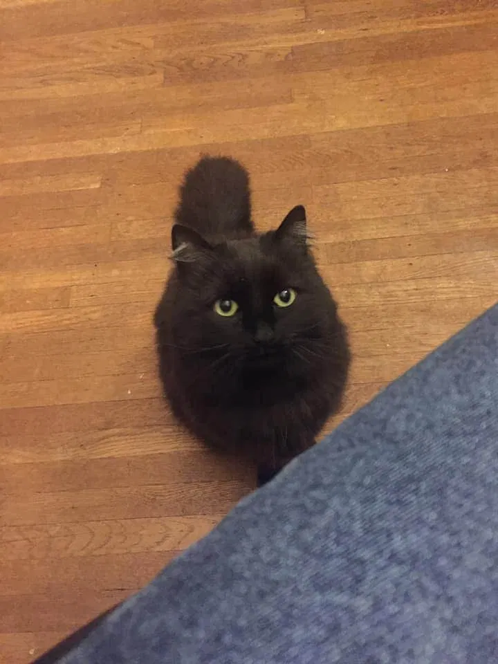 Lost cat in Buffalo, NY, 14222
