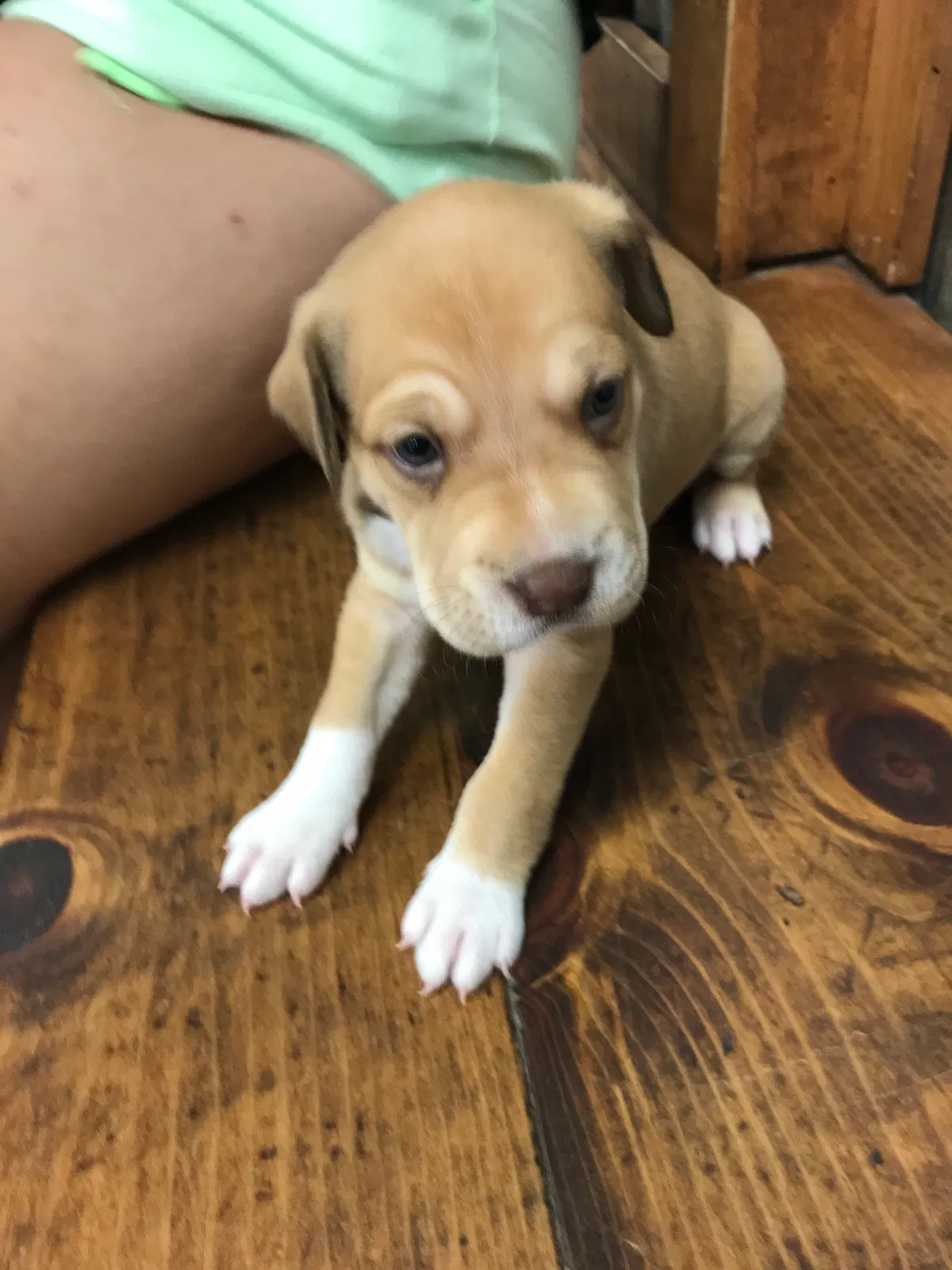Lost dog in Harlingen, TX, 78552