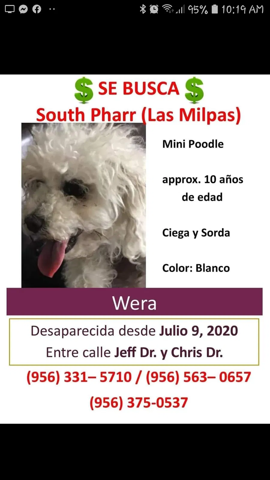 Lost dog in Pharr, TX, 78577