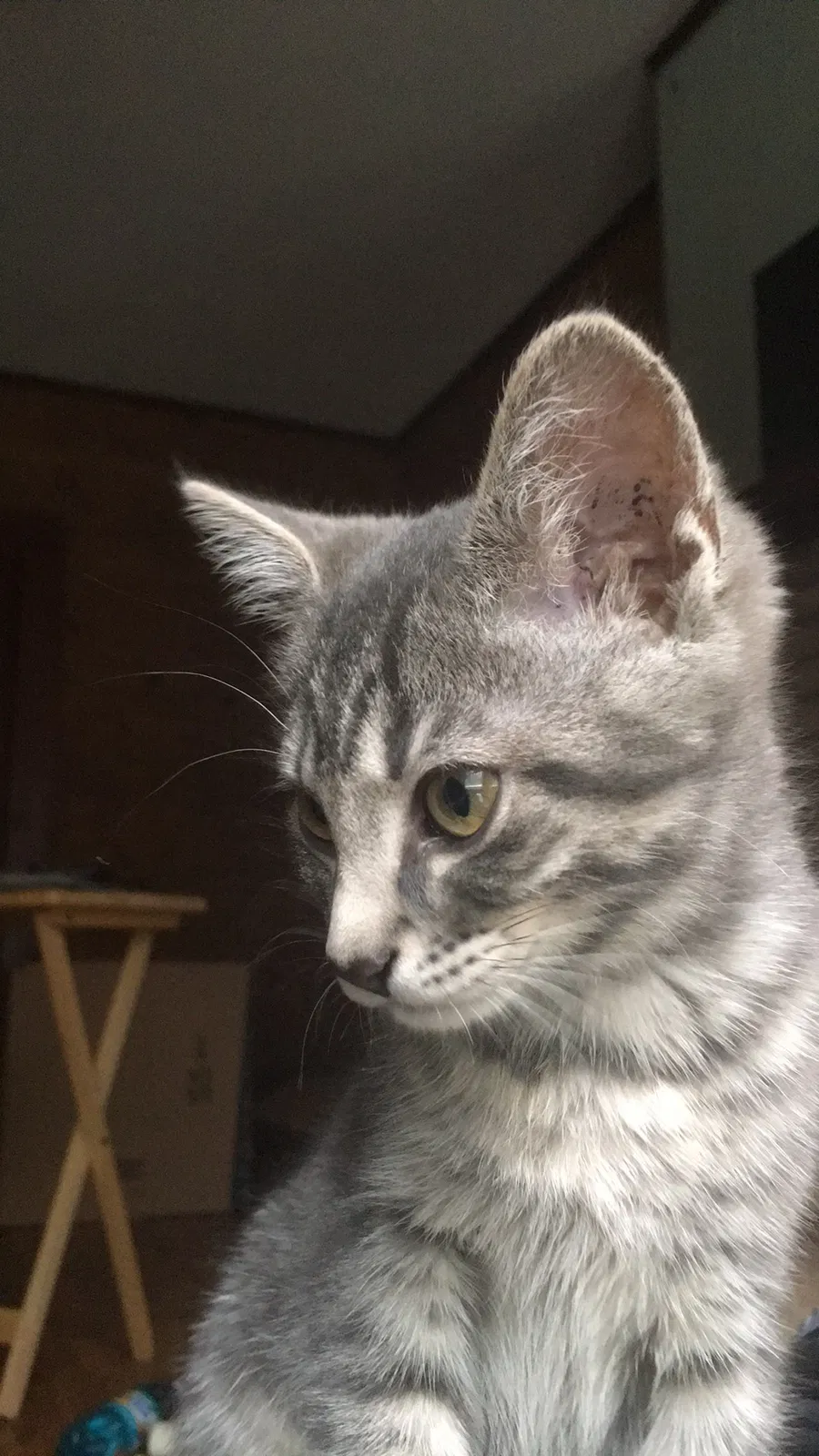 Lost cat in Odenville, AL, 35120