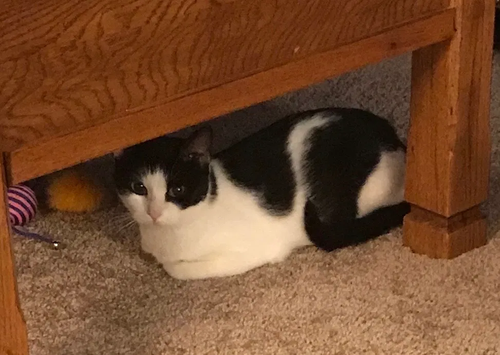 Lost cat in Altoona, IA, 50009