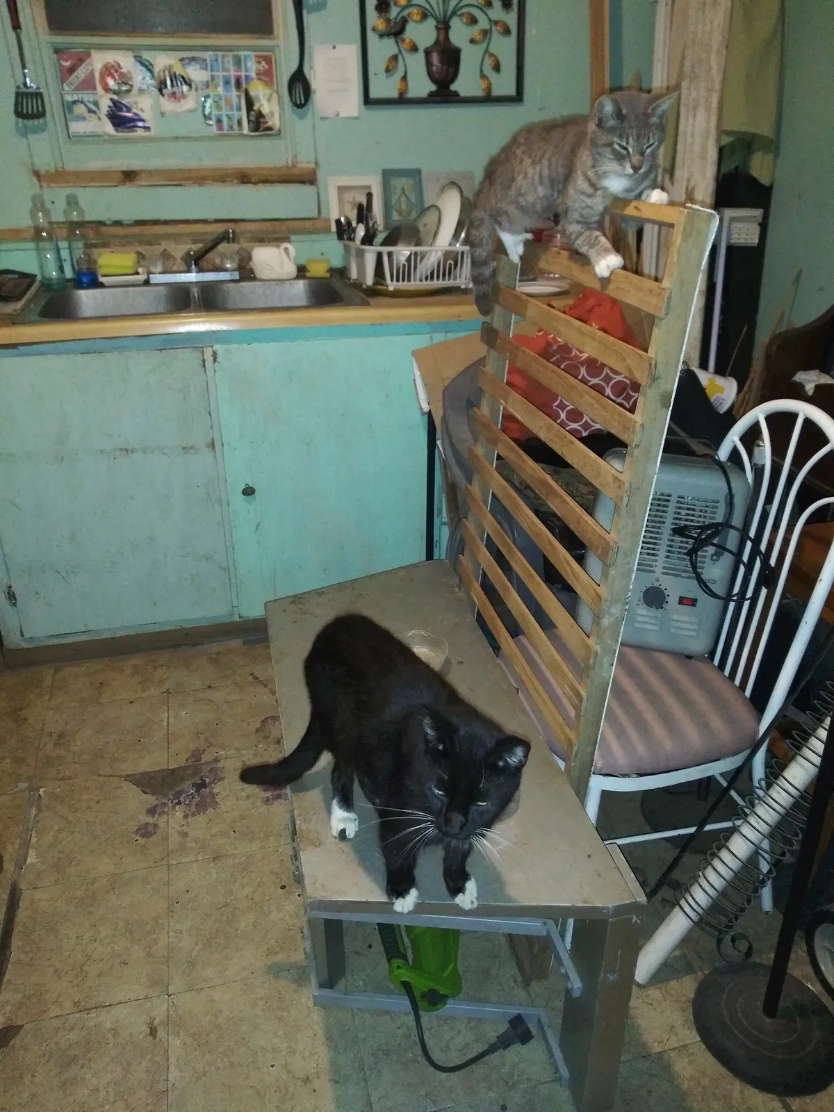 Lost cat in Corpus Christi, TX, 78405
