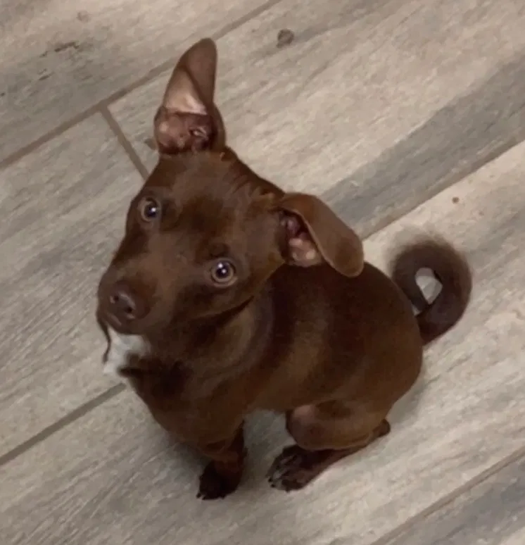 Lost dog in Killeen, TX, 76541