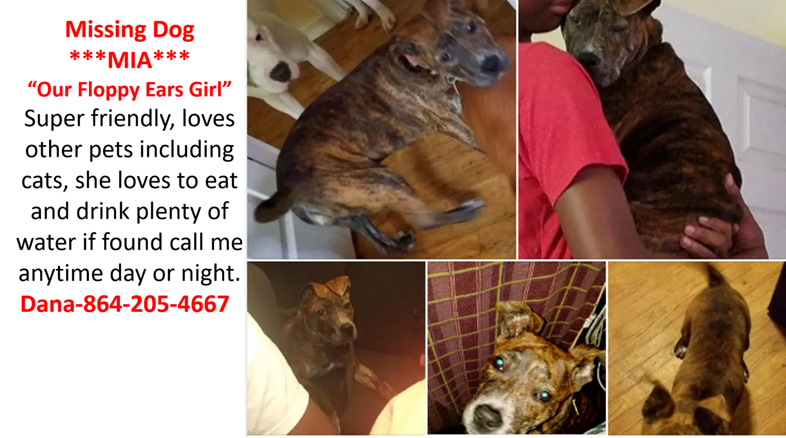 Lost dog in Spartanburg, SC, 29306