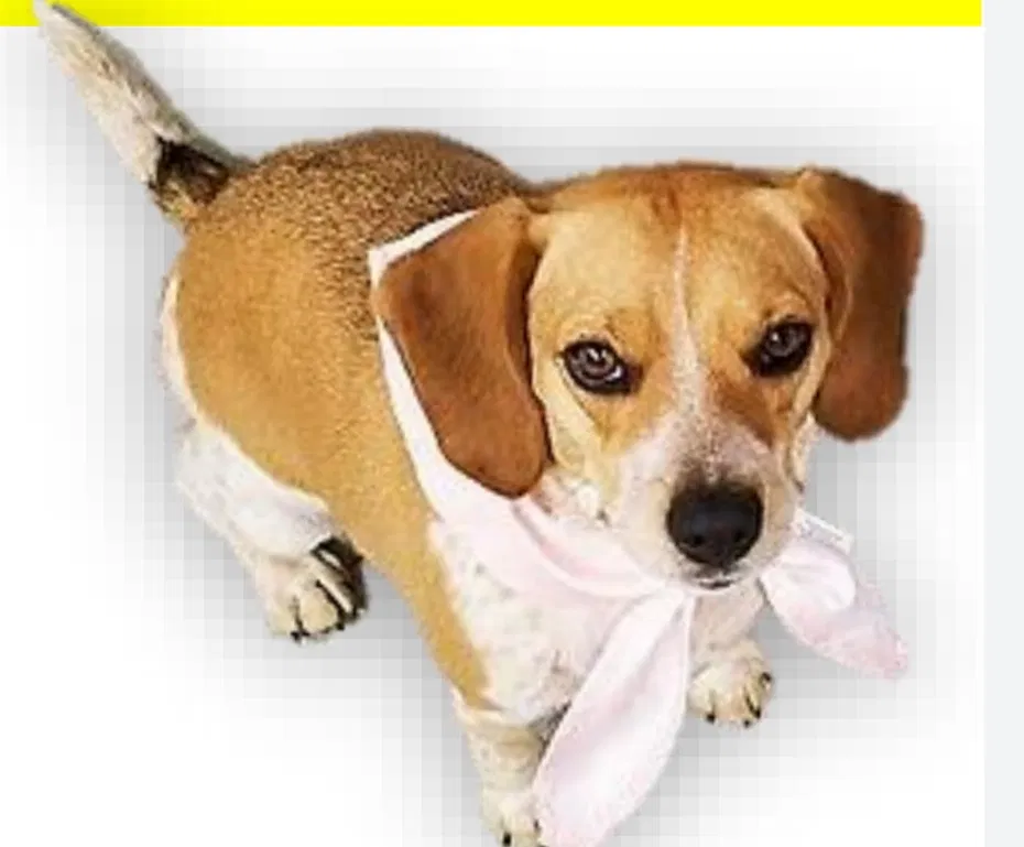 Lost dog in Rising Sun, MD, 21911