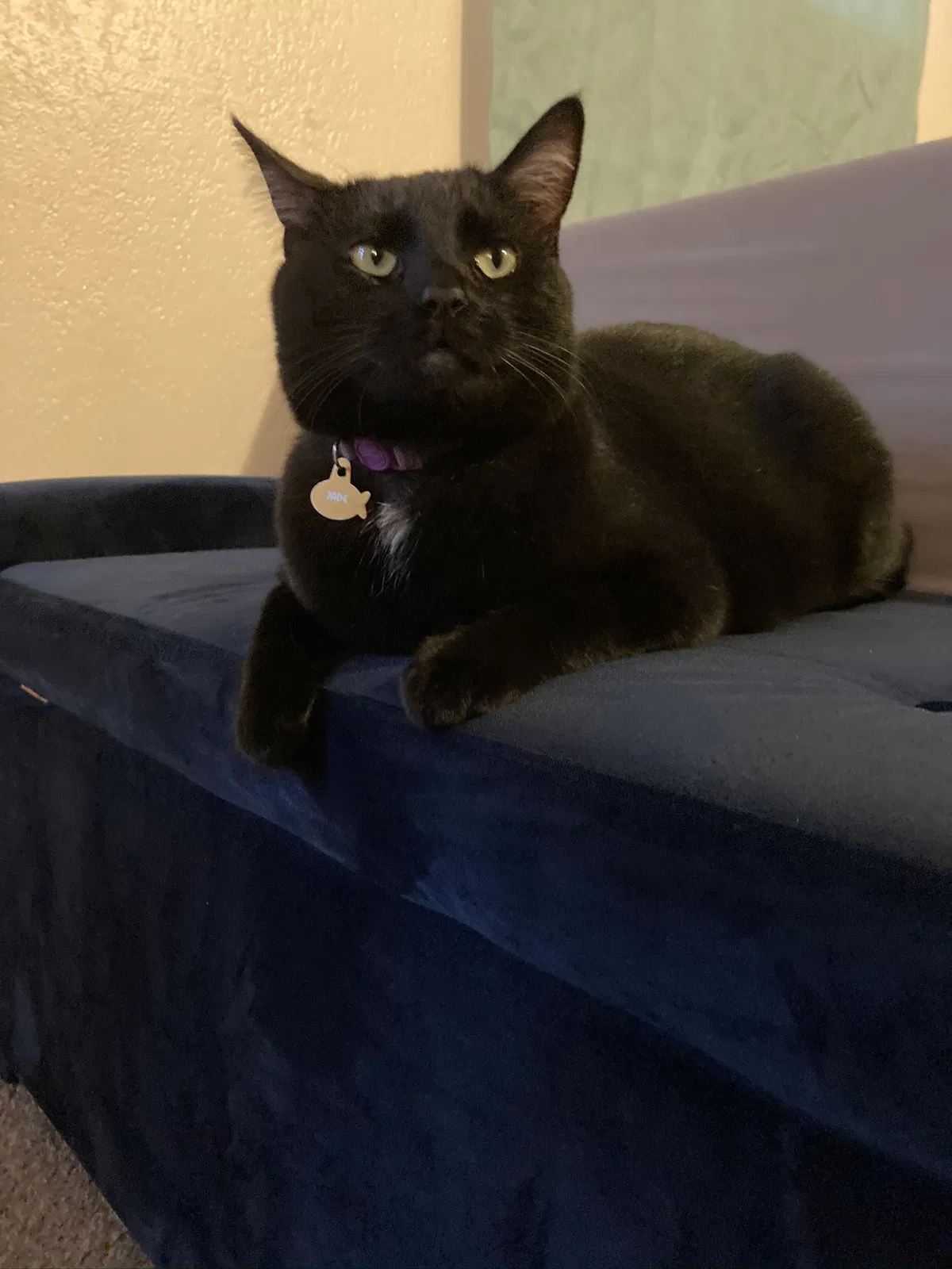 Lost cat in Flagstaff, AZ, 86001
