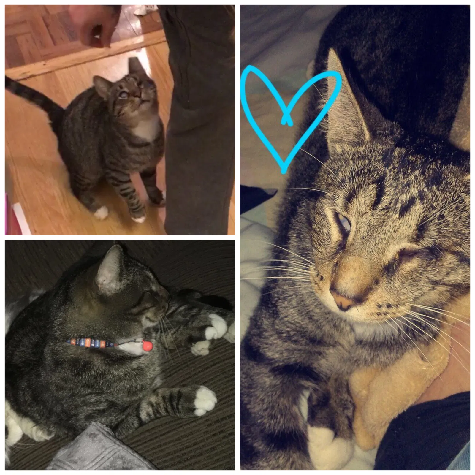 Lost cat in Masontown, PA, 15461