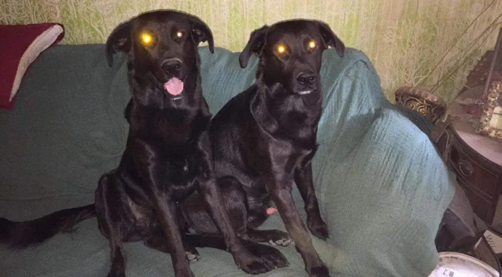 Lost dog in Colorado Springs, CO, 80916