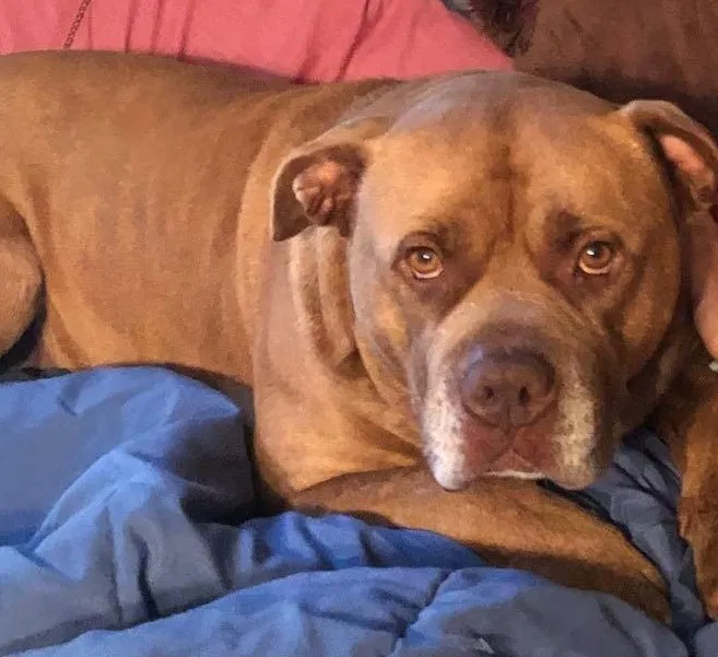 Lost dog in Gainesville, GA, 30501