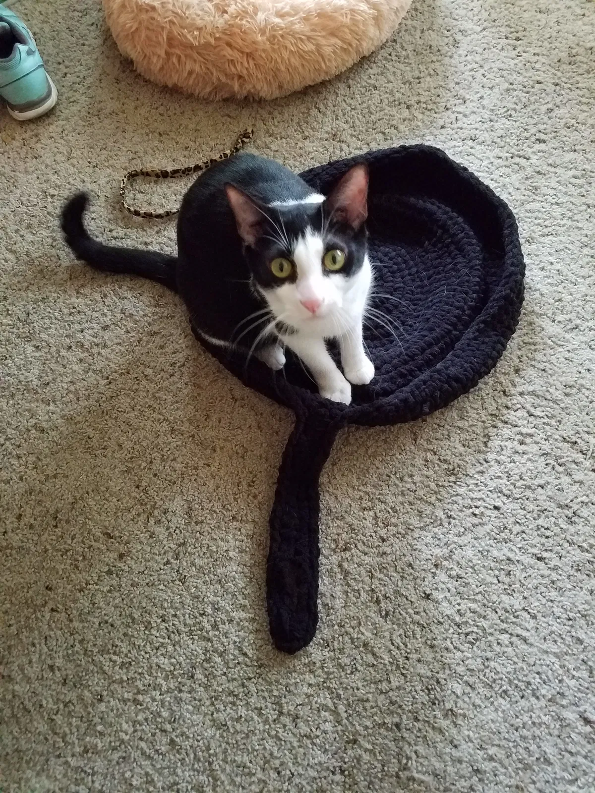 Lost cat in Austin, TX, 78757