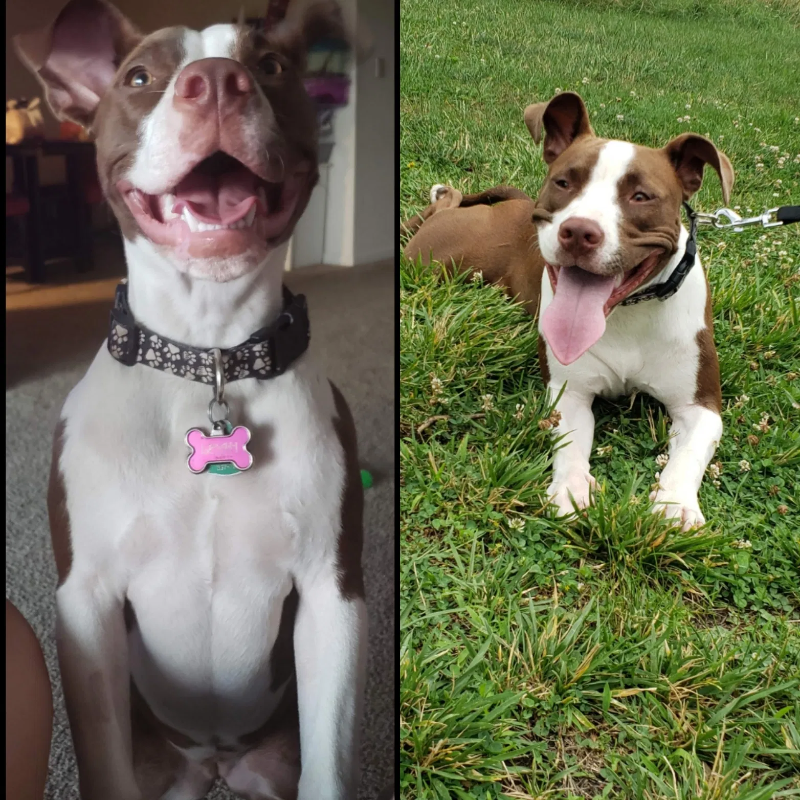 Lost dog in Riverdale, MD, 20737