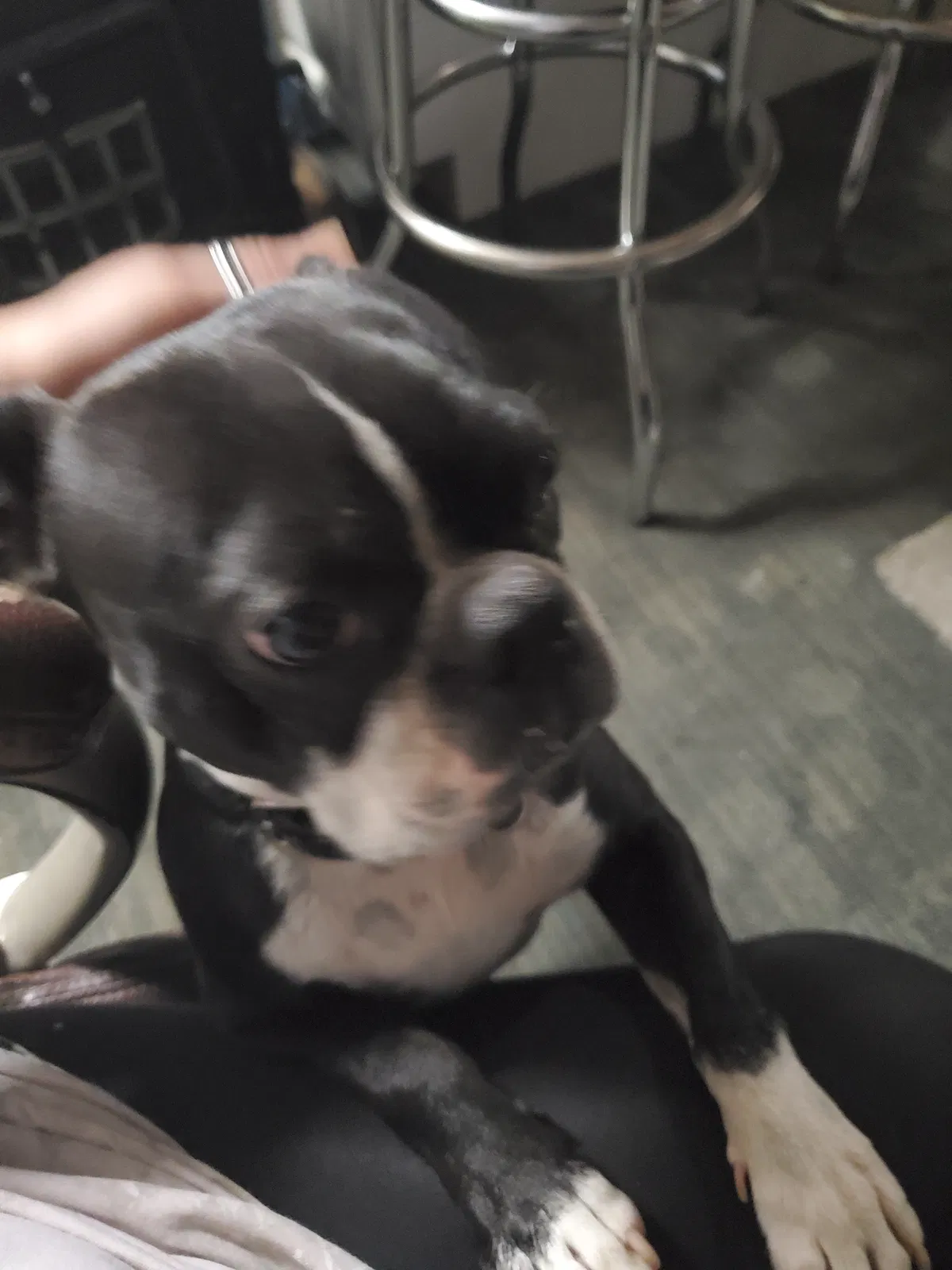 Lost dog in Colorado Springs, CO, 80907