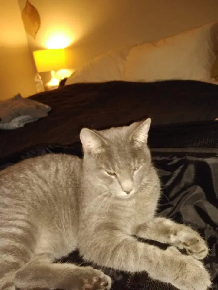 Lost cat in South Bend, IN, 46613
