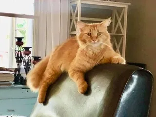 Lost cat in Lynchburg, VA, 24501