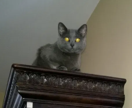 Lost cat in Peninsula, OH, 44264