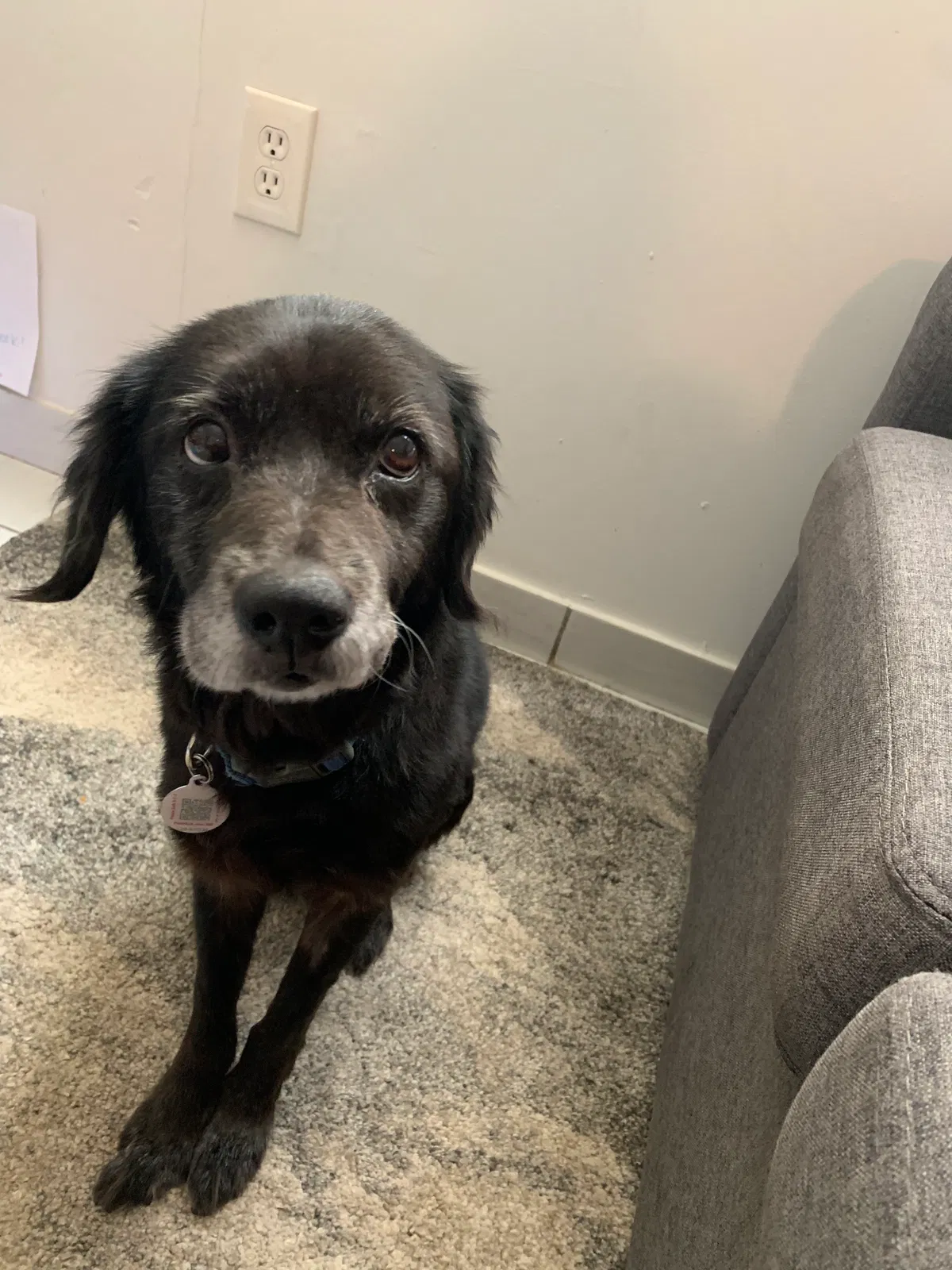 Lost dog in Miami, FL, 33175