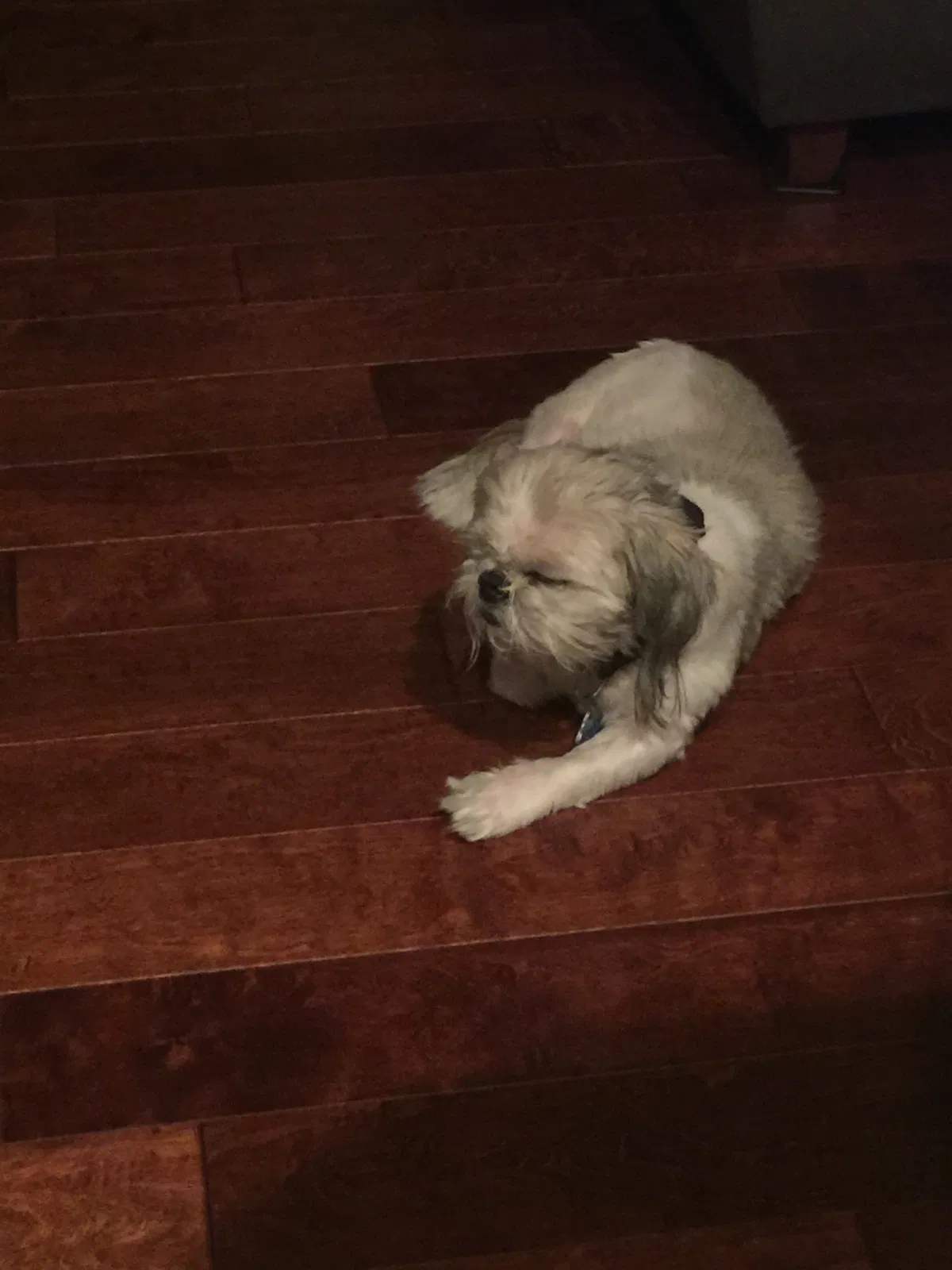 Lost dog in Gonzales, LA, 70737