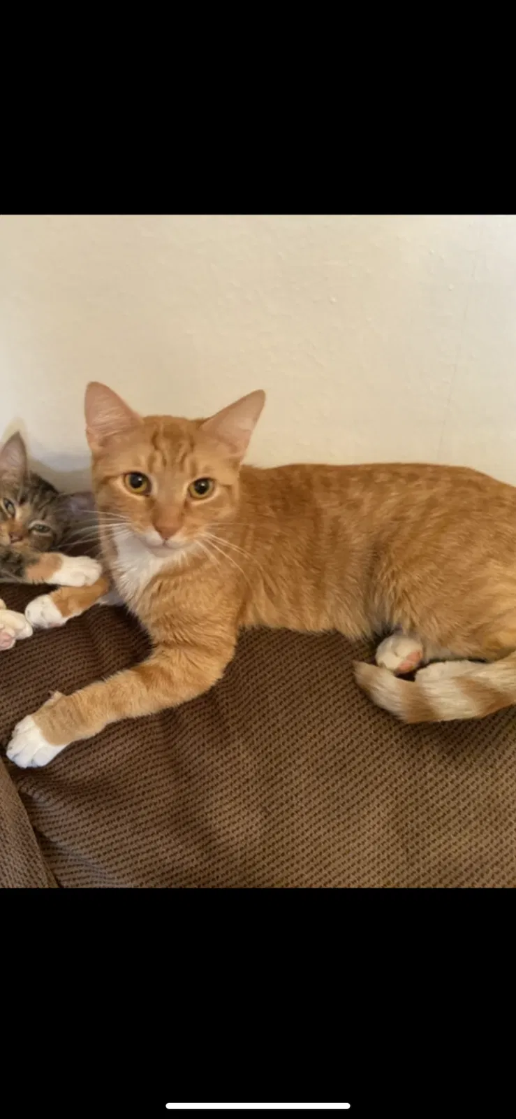 Lost cat in Buffalo, NY, 14220