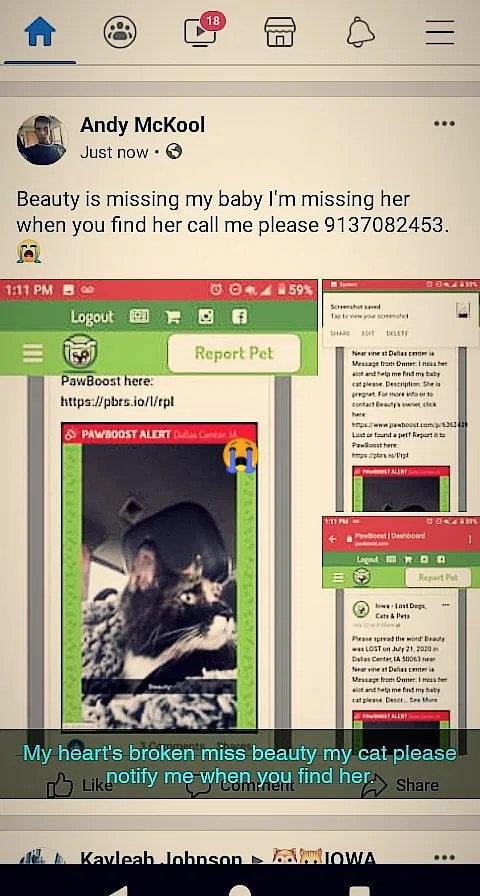 Lost cat in Dallas Center, IA, 50063