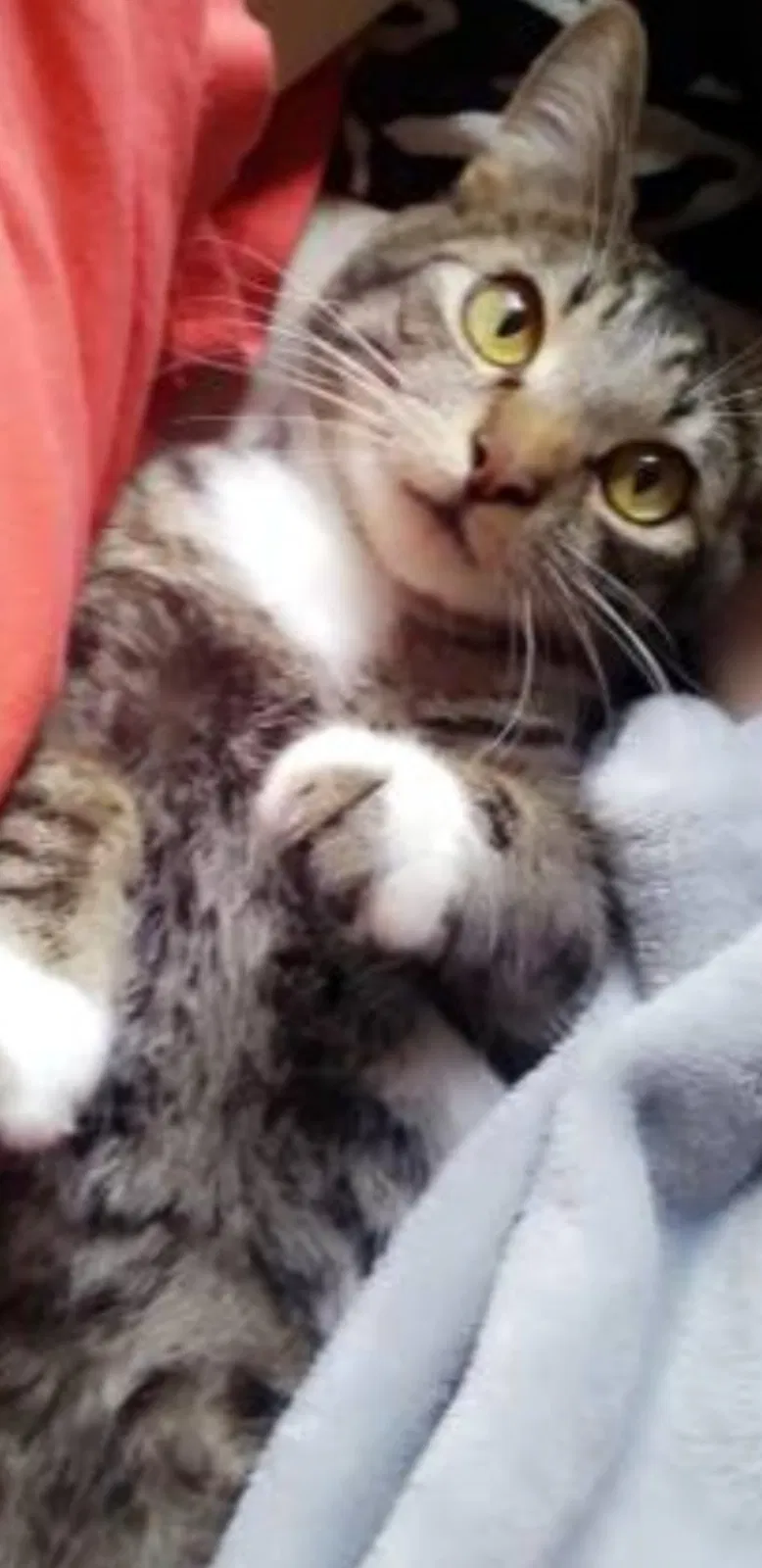Lost cat in Vancouver, WA, 98662