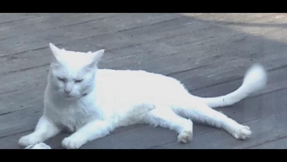 Lost cat in Petal, MS, 39465