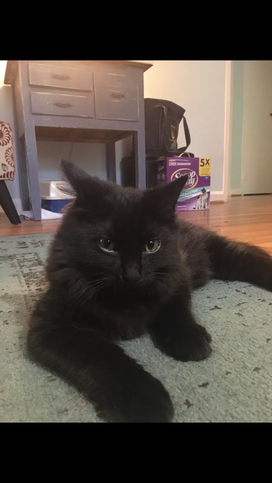 Lost cat in Fairfax, VA, 22030