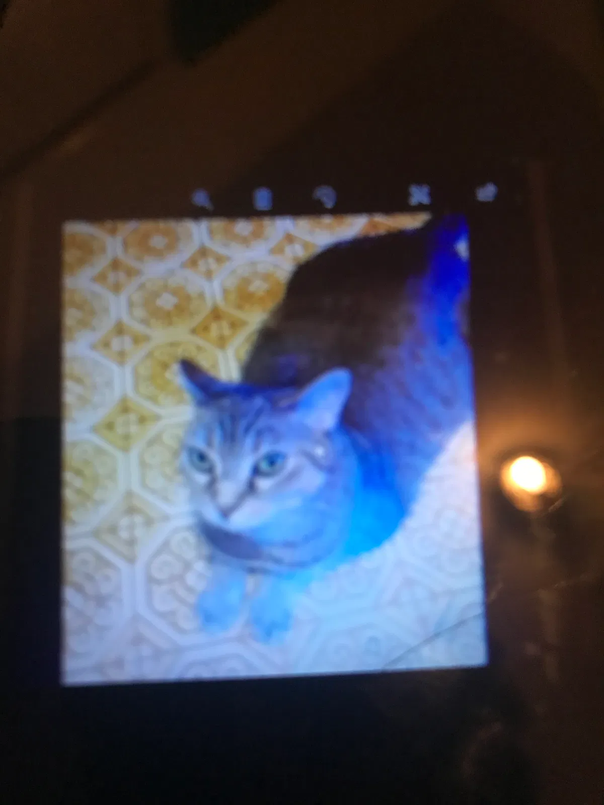 Lost cat in Wilmington, DE, 19801